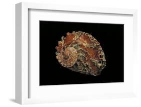 Haliotis Queketti-Paul Starosta-Framed Photographic Print