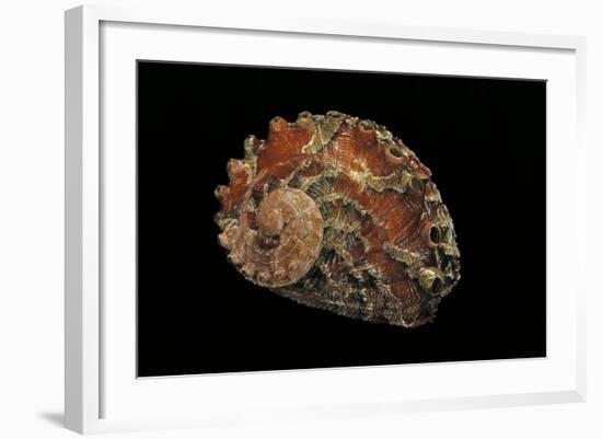 Haliotis Queketti-Paul Starosta-Framed Photographic Print