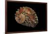 Haliotis Queketti-Paul Starosta-Framed Photographic Print