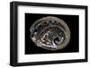 Haliotis Scalaris-Paul Starosta-Framed Photographic Print