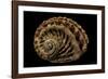 Haliotis Scalaris-Paul Starosta-Framed Photographic Print