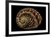 Haliotis Scalaris-Paul Starosta-Framed Photographic Print