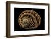 Haliotis Scalaris-Paul Starosta-Framed Photographic Print