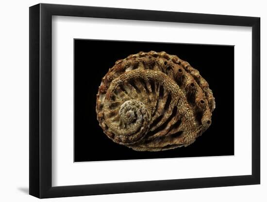 Haliotis Scalaris-Paul Starosta-Framed Photographic Print