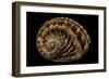 Haliotis Scalaris-Paul Starosta-Framed Photographic Print