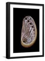 Haliotis Tuberculata-Paul Starosta-Framed Premium Photographic Print
