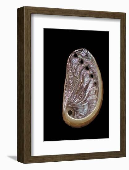 Haliotis Tuberculata-Paul Starosta-Framed Photographic Print