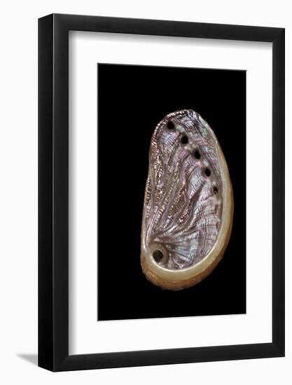 Haliotis Tuberculata-Paul Starosta-Framed Photographic Print