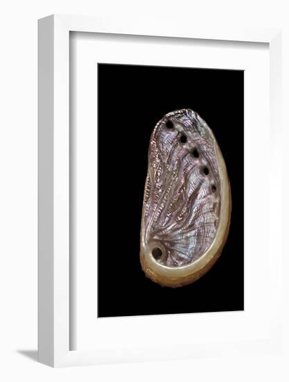 Haliotis Tuberculata-Paul Starosta-Framed Photographic Print