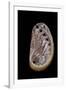 Haliotis Tuberculata-Paul Starosta-Framed Photographic Print