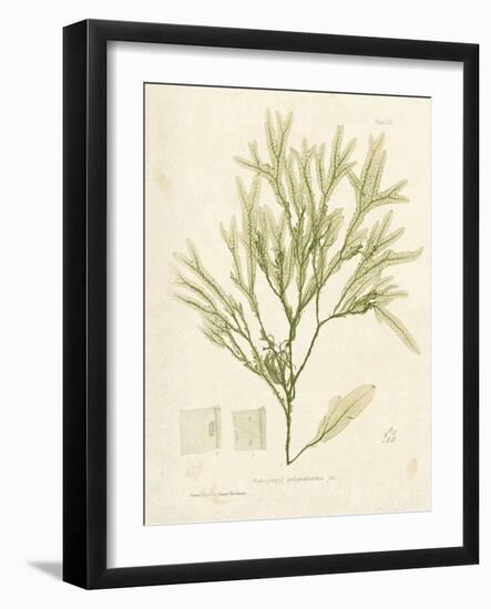 Haliseris polypodioides-Henry Bradbury-Framed Giclee Print