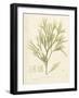 Haliseris polypodioides-Henry Bradbury-Framed Giclee Print