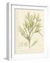 Haliseris polypodioides-Henry Bradbury-Framed Giclee Print