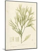 Haliseris polypodioides-Henry Bradbury-Mounted Giclee Print