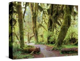 Hall of Mosses and Trail, Big Leaf Maple Trees and Oregon Selaginella Moss, Hoh Rain Forest-Jamie & Judy Wild-Stretched Canvas