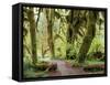 Hall of Mosses and Trail, Big Leaf Maple Trees and Oregon Selaginella Moss, Hoh Rain Forest-Jamie & Judy Wild-Framed Stretched Canvas