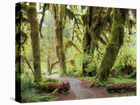 Hall of Mosses and Trail, Big Leaf Maple Trees and Oregon Selaginella Moss, Hoh Rain Forest-Jamie & Judy Wild-Stretched Canvas