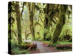 Hall of Mosses and Trail, Big Leaf Maple Trees and Oregon Selaginella Moss, Hoh Rain Forest-Jamie & Judy Wild-Stretched Canvas