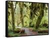 Hall of Mosses and Trail, Big Leaf Maple Trees and Oregon Selaginella Moss, Hoh Rain Forest-Jamie & Judy Wild-Framed Stretched Canvas