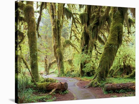 Hall of Mosses and Trail, Big Leaf Maple Trees and Oregon Selaginella Moss, Hoh Rain Forest-Jamie & Judy Wild-Stretched Canvas