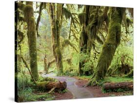 Hall of Mosses and Trail, Big Leaf Maple Trees and Oregon Selaginella Moss, Hoh Rain Forest-Jamie & Judy Wild-Stretched Canvas