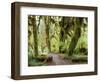 Hall of Mosses and Trail, Big Leaf Maple Trees and Oregon Selaginella Moss, Hoh Rain Forest-Jamie & Judy Wild-Framed Photographic Print