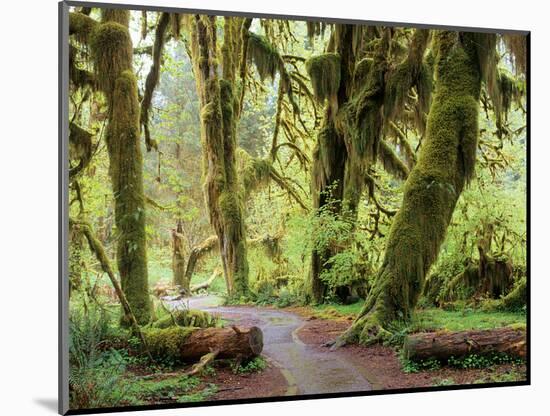 Hall of Mosses and Trail, Big Leaf Maple Trees and Oregon Selaginella Moss, Hoh Rain Forest-Jamie & Judy Wild-Mounted Photographic Print