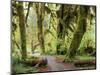 Hall of Mosses and Trail, Big Leaf Maple Trees and Oregon Selaginella Moss, Hoh Rain Forest-Jamie & Judy Wild-Mounted Photographic Print