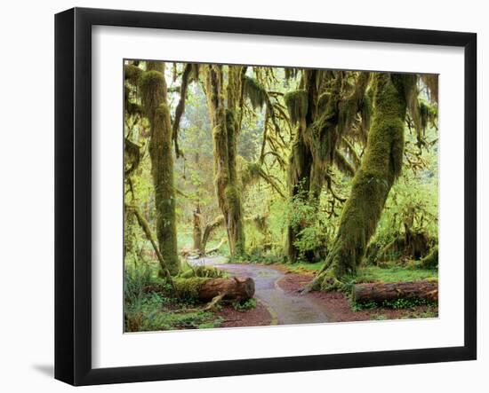 Hall of Mosses and Trail, Big Leaf Maple Trees and Oregon Selaginella Moss, Hoh Rain Forest-Jamie & Judy Wild-Framed Photographic Print