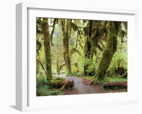 Hall of Mosses and Trail, Big Leaf Maple Trees and Oregon Selaginella Moss, Hoh Rain Forest-Jamie & Judy Wild-Framed Photographic Print