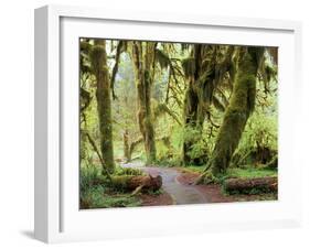 Hall of Mosses and Trail, Big Leaf Maple Trees and Oregon Selaginella Moss, Hoh Rain Forest-Jamie & Judy Wild-Framed Photographic Print