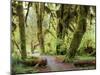 Hall of Mosses and Trail, Big Leaf Maple Trees and Oregon Selaginella Moss, Hoh Rain Forest-Jamie & Judy Wild-Mounted Photographic Print