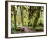 Hall of Mosses and Trail, Big Leaf Maple Trees and Oregon Selaginella Moss, Hoh Rain Forest-Jamie & Judy Wild-Framed Photographic Print