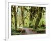 Hall of Mosses and Trail, Big Leaf Maple Trees and Oregon Selaginella Moss, Hoh Rain Forest-Jamie & Judy Wild-Framed Photographic Print