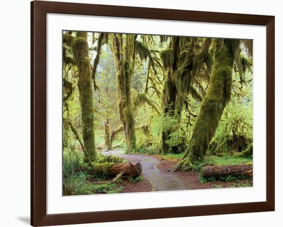 Hall of Mosses and Trail, Big Leaf Maple Trees and Oregon Selaginella Moss, Hoh Rain Forest-Jamie & Judy Wild-Framed Photographic Print