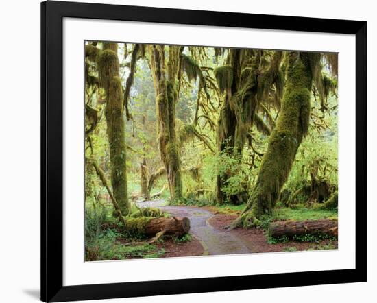 Hall of Mosses and Trail, Big Leaf Maple Trees and Oregon Selaginella Moss, Hoh Rain Forest-Jamie & Judy Wild-Framed Photographic Print