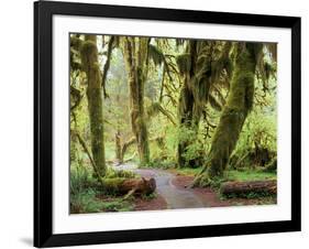 Hall of Mosses and Trail, Big Leaf Maple Trees and Oregon Selaginella Moss, Hoh Rain Forest-Jamie & Judy Wild-Framed Photographic Print