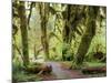 Hall of Mosses and Trail, Big Leaf Maple Trees and Oregon Selaginella Moss, Hoh Rain Forest-Jamie & Judy Wild-Mounted Photographic Print