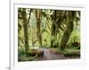 Hall of Mosses and Trail, Big Leaf Maple Trees and Oregon Selaginella Moss, Hoh Rain Forest-Jamie & Judy Wild-Framed Photographic Print
