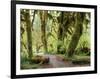 Hall of Mosses and Trail, Big Leaf Maple Trees and Oregon Selaginella Moss, Hoh Rain Forest-Jamie & Judy Wild-Framed Photographic Print