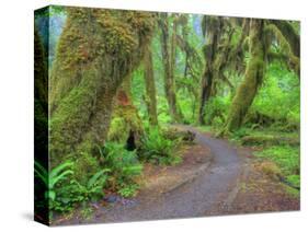 Hall of Mosses, Hoh Rain Forest, Olympic National Park, Washington, USA-Jamie & Judy Wild-Stretched Canvas