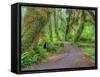 Hall of Mosses, Hoh Rain Forest, Olympic National Park, Washington, USA-Jamie & Judy Wild-Framed Stretched Canvas