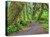 Hall of Mosses, Hoh Rain Forest, Olympic National Park, Washington, USA-Jamie & Judy Wild-Stretched Canvas