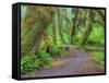 Hall of Mosses, Hoh Rain Forest, Olympic National Park, Washington, USA-Jamie & Judy Wild-Framed Stretched Canvas