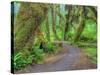 Hall of Mosses, Hoh Rain Forest, Olympic National Park, Washington, USA-Jamie & Judy Wild-Stretched Canvas