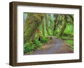 Hall of Mosses, Hoh Rain Forest, Olympic National Park, Washington, USA-Jamie & Judy Wild-Framed Photographic Print