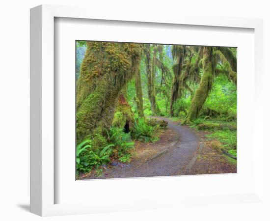 Hall of Mosses, Hoh Rain Forest, Olympic National Park, Washington, USA-Jamie & Judy Wild-Framed Photographic Print