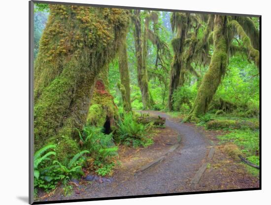 Hall of Mosses, Hoh Rain Forest, Olympic National Park, Washington, USA-Jamie & Judy Wild-Mounted Photographic Print