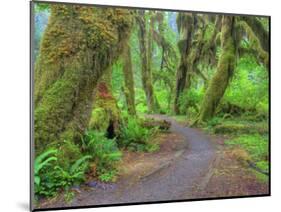 Hall of Mosses, Hoh Rain Forest, Olympic National Park, Washington, USA-Jamie & Judy Wild-Mounted Photographic Print
