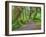 Hall of Mosses, Hoh Rain Forest, Olympic National Park, Washington, USA-Jamie & Judy Wild-Framed Photographic Print